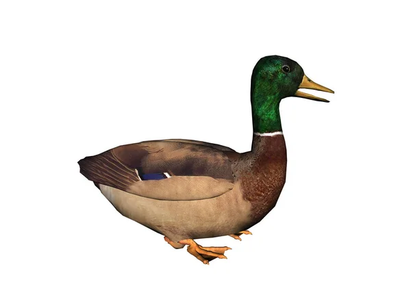 Stick Duck Waddles Croaks — Stock Photo, Image