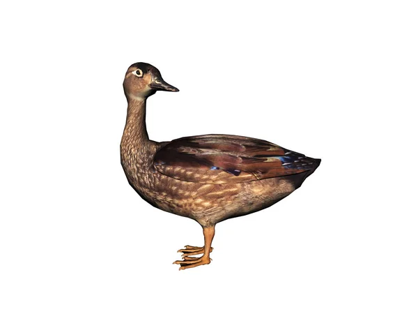 Manteaux Canard Bâton Crocs — Photo