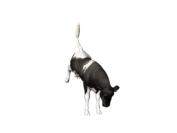 Αγελάδα Προμηθευτής Κρέατος Τρέχει Γύρω Από Βοσκότοπο — Φωτογραφία Αρχείου
