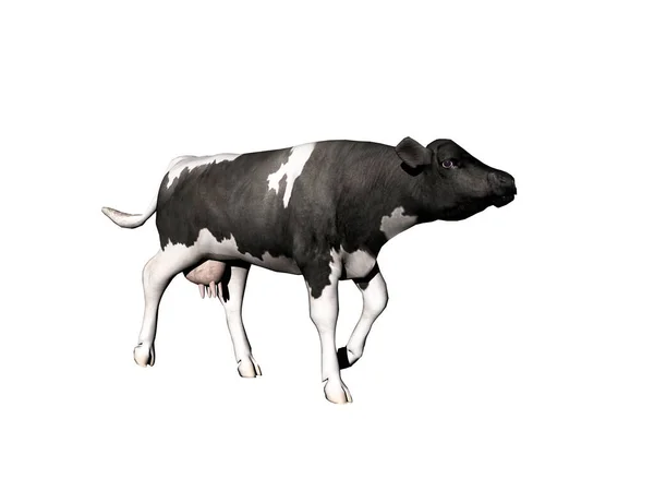 Vache Comme Fournisseur Viande Circule Dans Les Pâturages — Photo