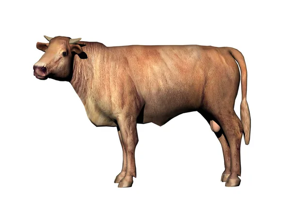 Корова Постачальник Яса Біжить Пасовищі — стокове фото
