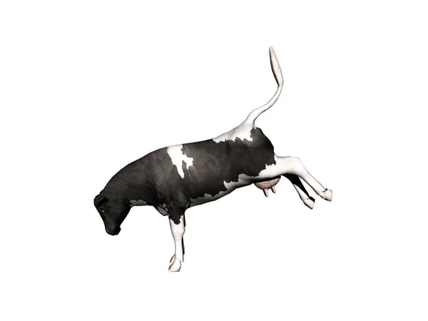 Αγελάδα Προμηθευτής Κρέατος Τρέχει Γύρω Από Βοσκότοπο — Φωτογραφία Αρχείου