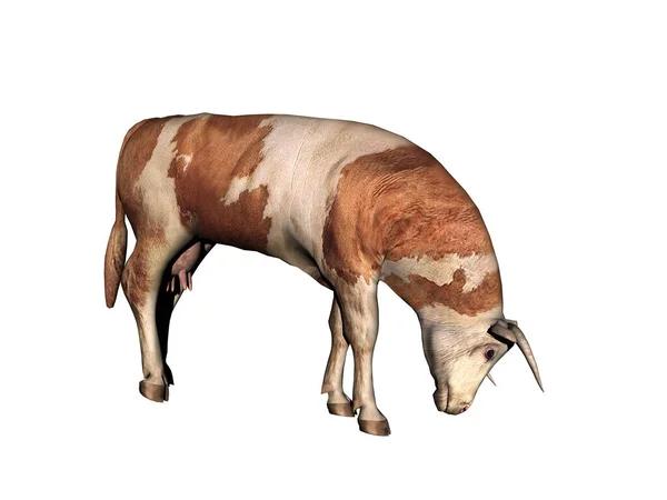 Vaca Como Fornecedor Carne Corre Redor Pasto — Fotografia de Stock