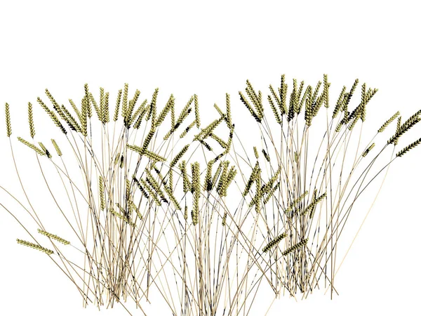 Brown Grasses Meadow — Stock Photo, Image