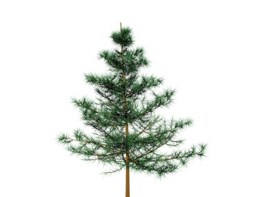 Dalları, dalları ve yaprakları olan ağaç.