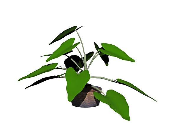 Πράσινο Φυτό Φύλλων Γλάστρα — Φωτογραφία Αρχείου