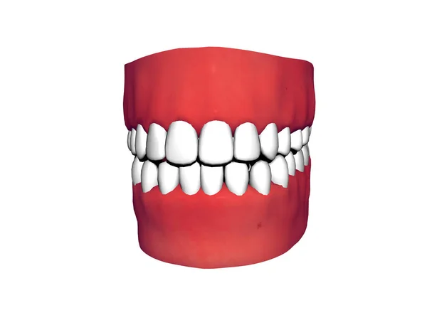 有红色牙龈和完美无缺的白牙的咬 — 图库照片