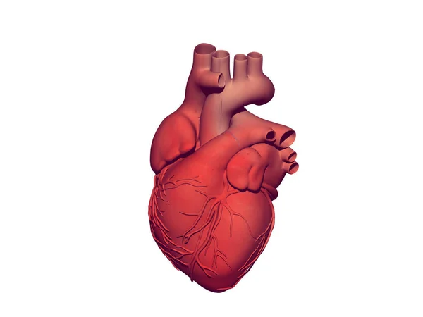 red heart with aorta and coronary arteries