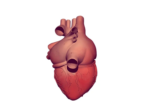 Червоне Серце Аортою Коронарними Артеріями — стокове фото