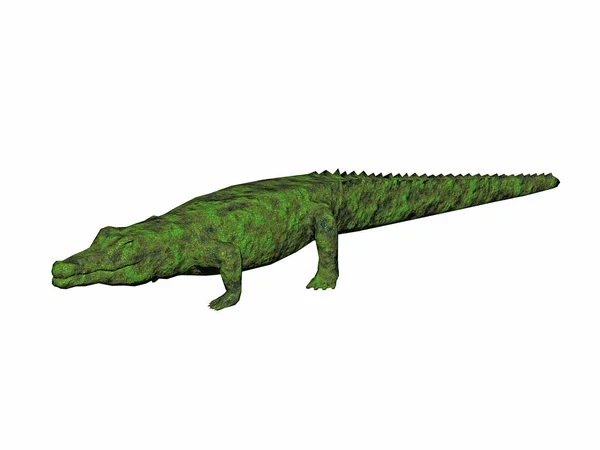 Green Primeval Crocodile Scale Skin — Stock Photo, Image