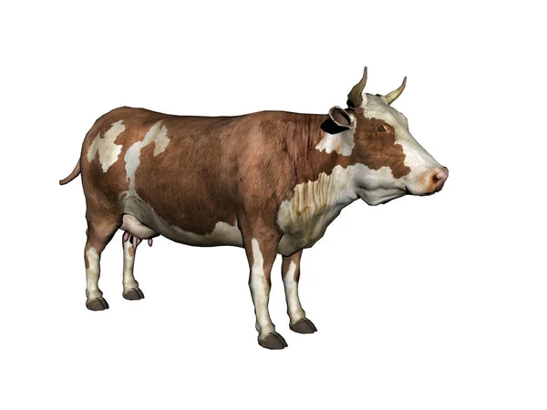Vache Piétonne Blanche Brune Dans Pâturage — Photo