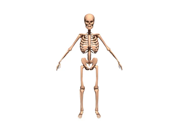 Szkielet Ludzki Wszystkimi Kośćmi — Zdjęcie stockowe