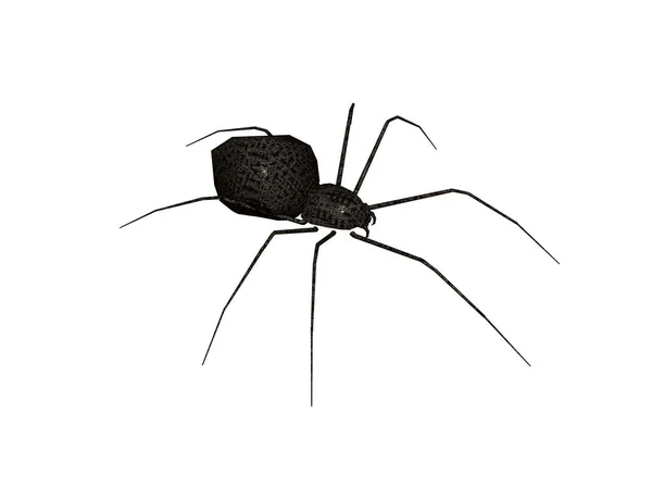 Dangerously Poisonous Black Spider Long Legs — Stock Photo, Image