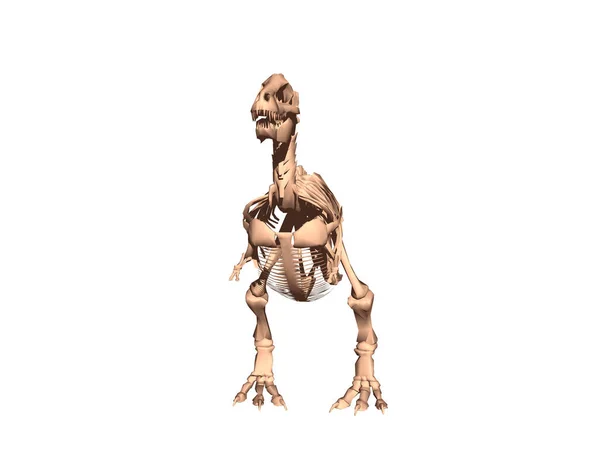 Skeleton Two Legged Dinosaur — Stock Photo, Image