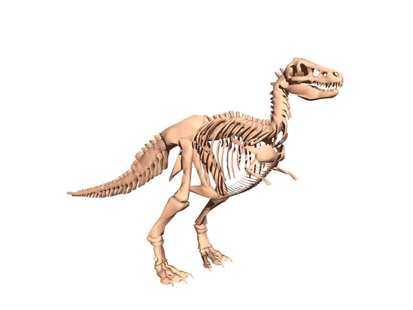 Szkielet Dwunożnego Dinozaura — Zdjęcie stockowe