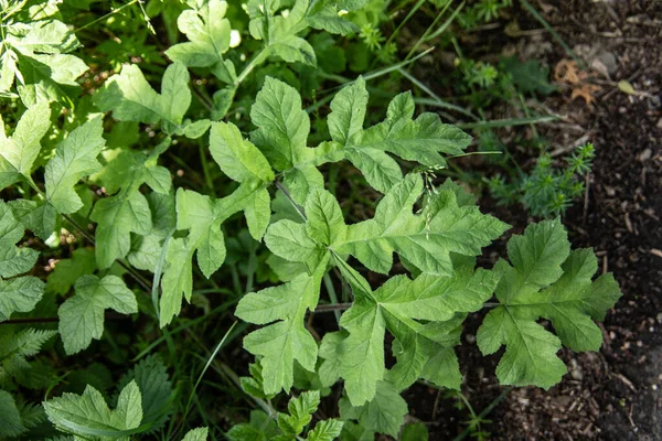 葉柄と静脈を持つアカンサスブッシュの緑の葉 — ストック写真