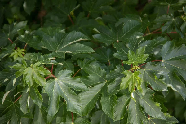 Feuilles Vertes Érable Avec Pétioles Veines — Photo