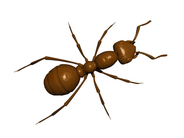 褐色の森アリが這い回り — ストック写真