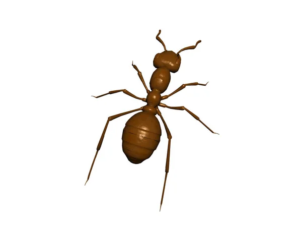 Brown Forest Ant Crawls — Stock Photo, Image