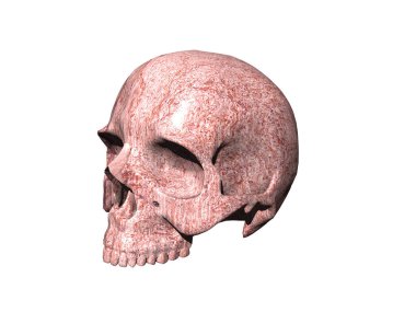 Dişleri olan kemikli insan kafatası.