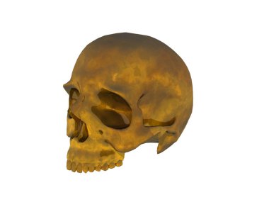 Dişleri olan kemikli insan kafatası.