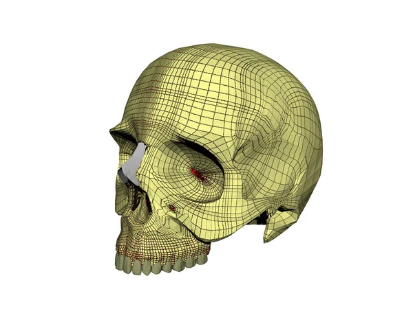 Craniu Uman Osos Dinti — Fotografie, imagine de stoc