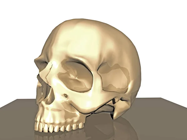Crâne Humain Osseux Avec Des Dents — Photo