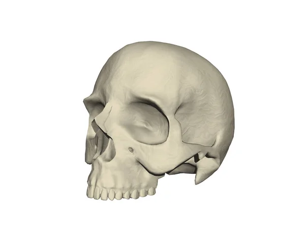 Bony Human Skull Teeth — Stock Photo, Image
