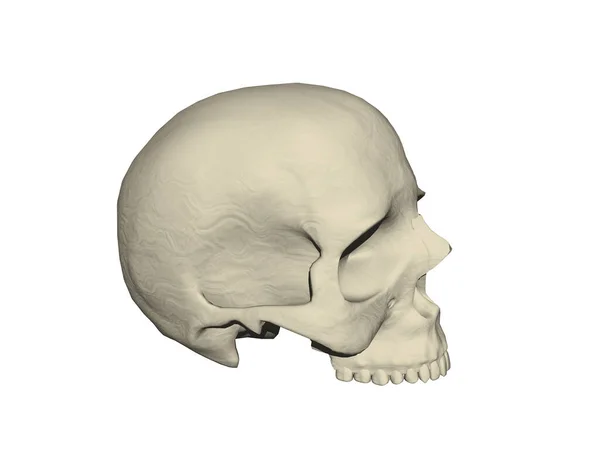 Cranio Umano Ossuto Con Denti — Foto Stock
