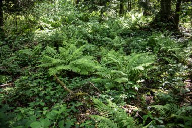 Sieg 'in Rothaar Dağlarındaki Kaynak Bölgesi
