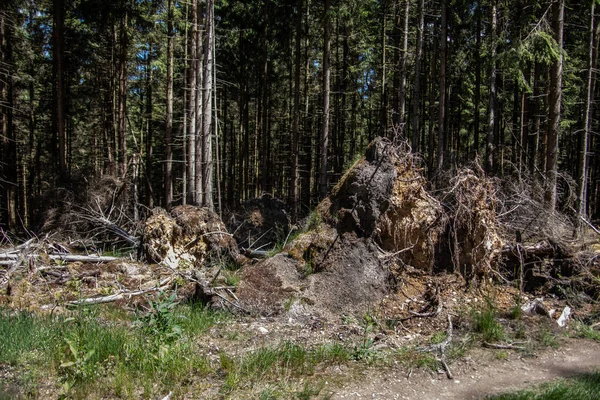 Árvores Desenraizadas Após Danos Causados Pela Tempestade Kyrill — Fotografia de Stock