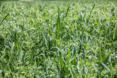 Bezelye ve buğdaylı tarla