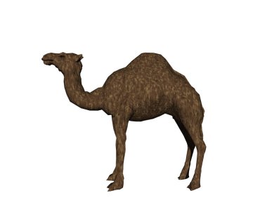 Kafası çölde gezen Dromedary.