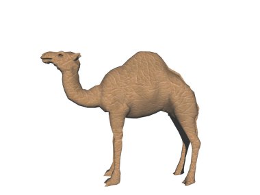 Kafası çölde gezen Dromedary.