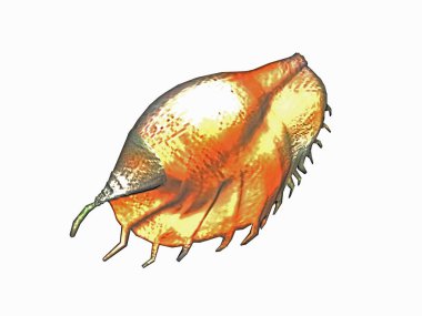 Büyük parlak inci sümüklü böcek kabuğu.