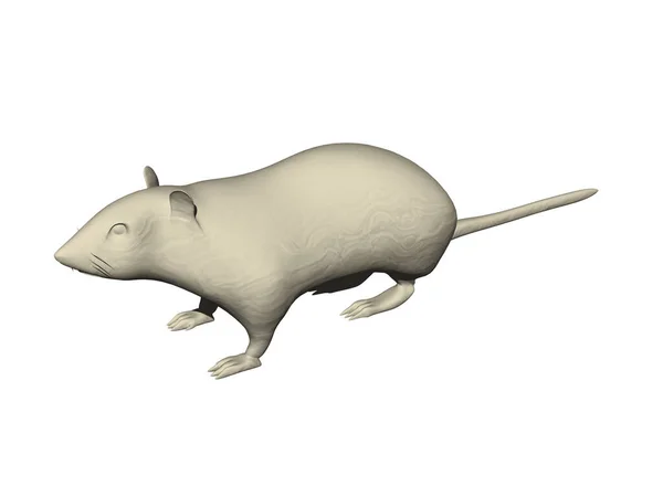 White Laboratory Rat Long Tail — Stock Photo, Image