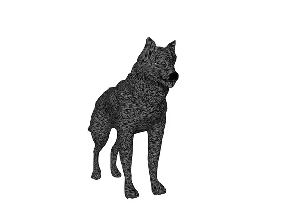 黒い毛皮を持つ危険な狼 — ストック写真