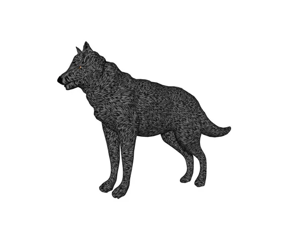 黒い毛皮を持つ危険な狼 — ストック写真