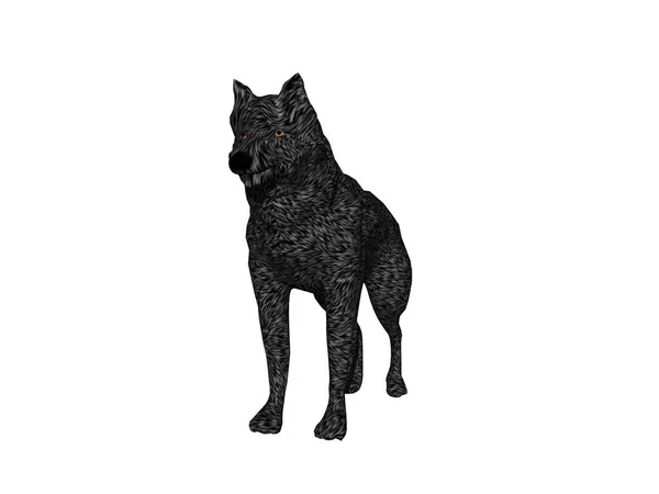 Lobo Peligroso Con Piel Oscura —  Fotos de Stock