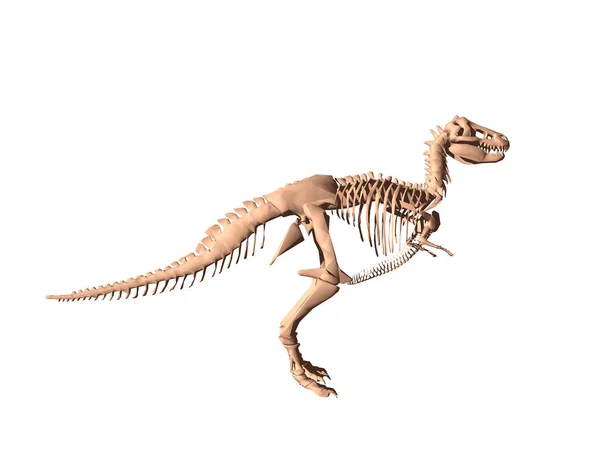 Skelet Van Een Gevaarlijke Dinosaurus — Stockfoto