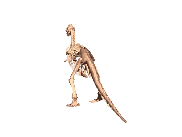Egy Veszélyes Dinoszaurusz Csontváza — Stock Fotó