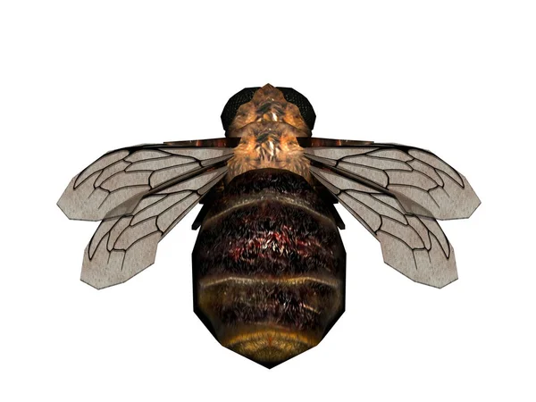 肥大的大黄蜂四处飞 — 图库照片
