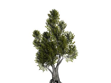 bir kozalak gibi düğümlü çam