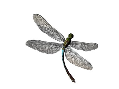 Yusufçuklar gökyüzünde çırpınır