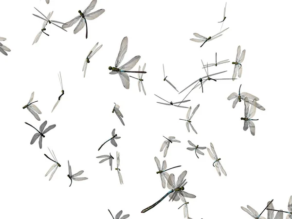 Dragonflies Flutter Sky — Stock Photo, Image