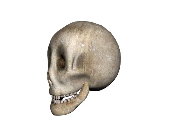 顎を持つ骨のある人間の頭蓋骨 — ストック写真