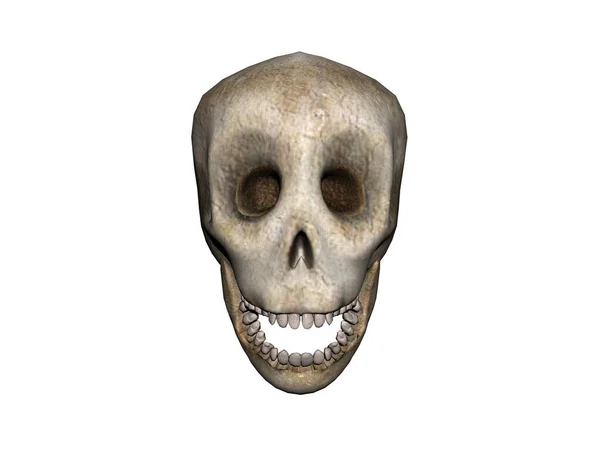 有下颌骨的骨质人类头骨 — 图库照片