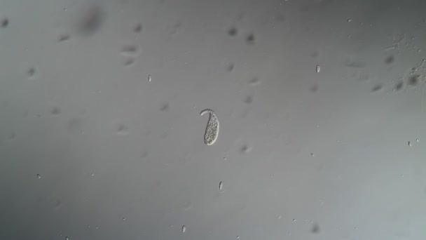 Pantoffeltiere Als Einzellige Organismen Wassertropfen Unter Dem Mikroskop Vergrößert — Stockvideo