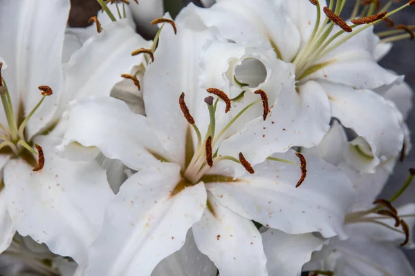 Красива Лілія Цвіте Тичинками — стокове фото