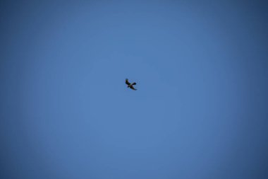 Yırtıcı kuş mavi gökyüzünde avlanarak daireler çiziyor